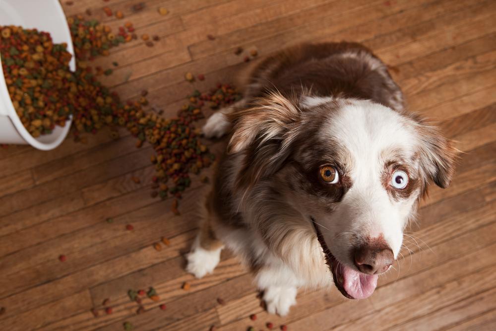 5 Best Premium Dog Foods For Your Puppy