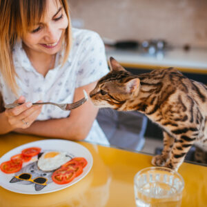 5 Popular Cat Foods to Choose From