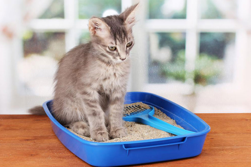 5 different types of cat litter for your feline partner