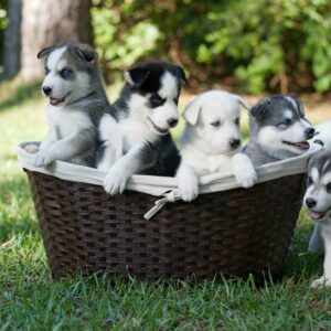 6 Reasons why you should adopt puppies