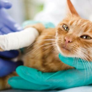 A Guide To Pet Insurance Coverage For Sterilization Services