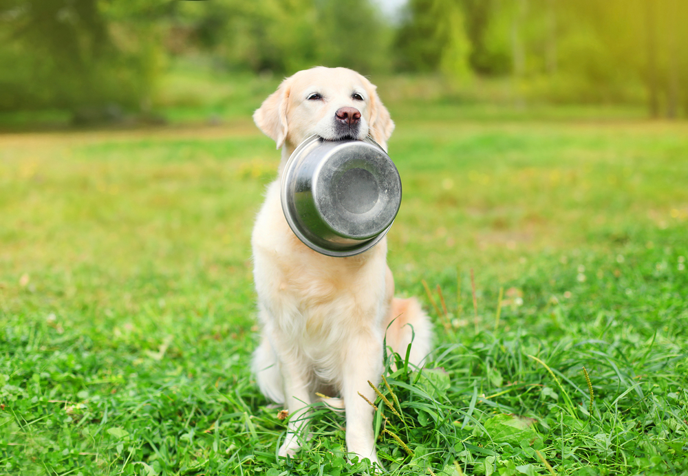 Boost Your Canine’S Diet With Healthy Dog Food