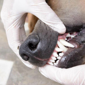 Dental Health Coverage In Pet Insurance Plans