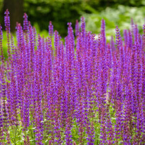 How to grow lavender flower plants