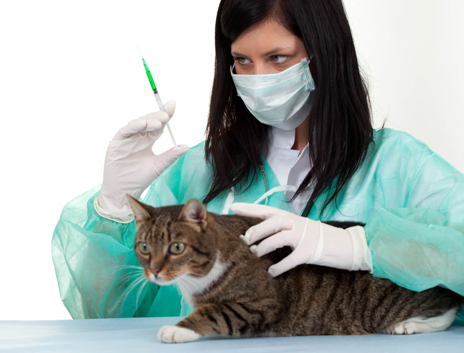 Pet Insurance Policies On Surgery