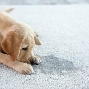 Pet Stain Removal Techniques You Can Try at Home