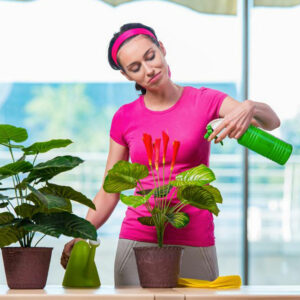 Why you should have houseplants in your home