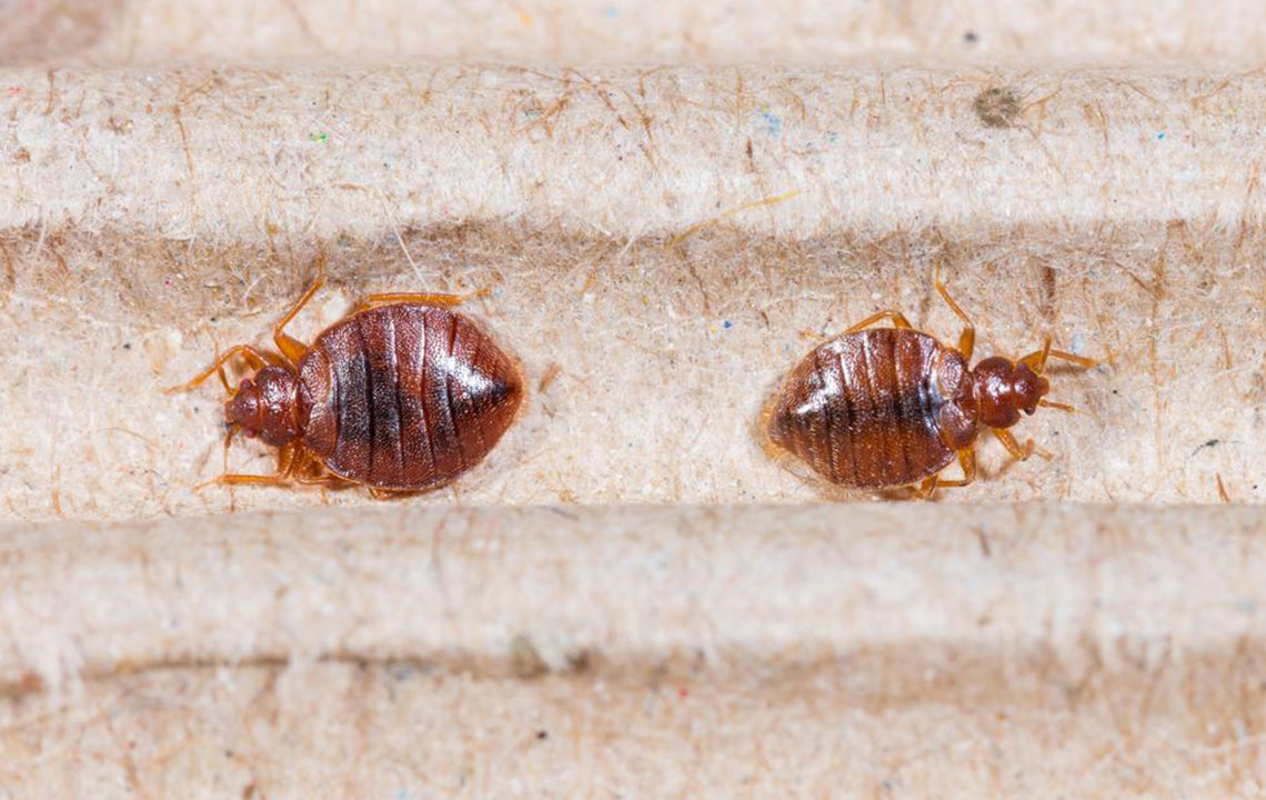 Top 3 bed bug sprays you can consider