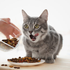 Treat Your Feline Friends with the Best Food