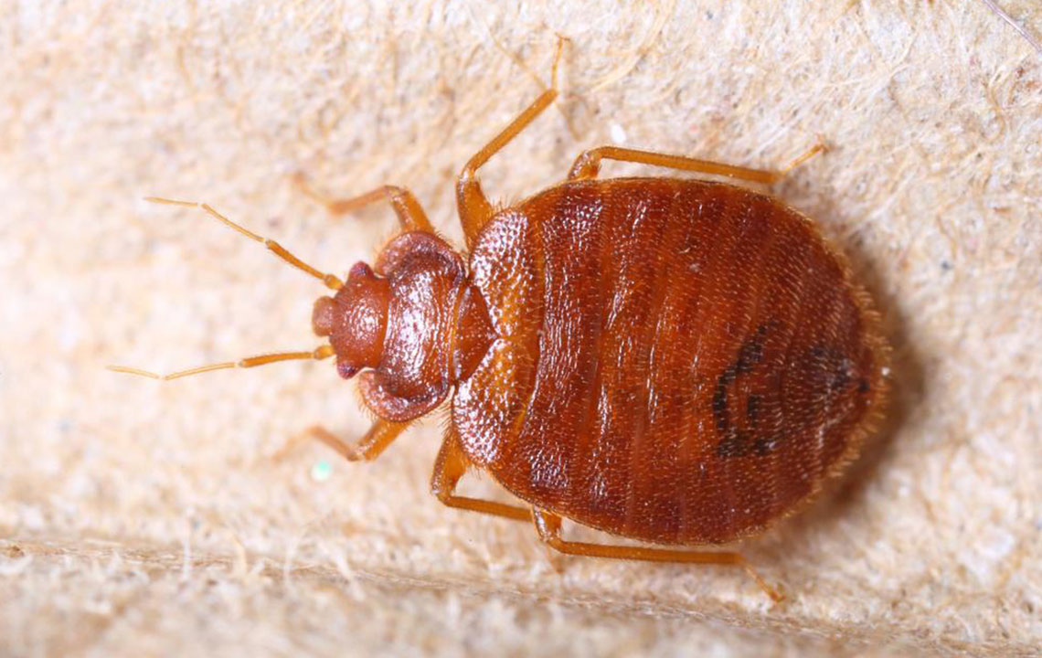 7 Ways to Effectively Detect Bed Bugs