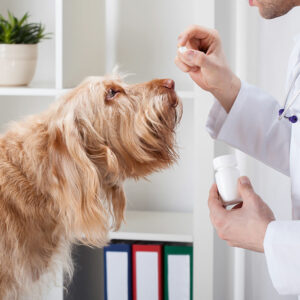 5 Popular Online Pharmacies for Pet Meds