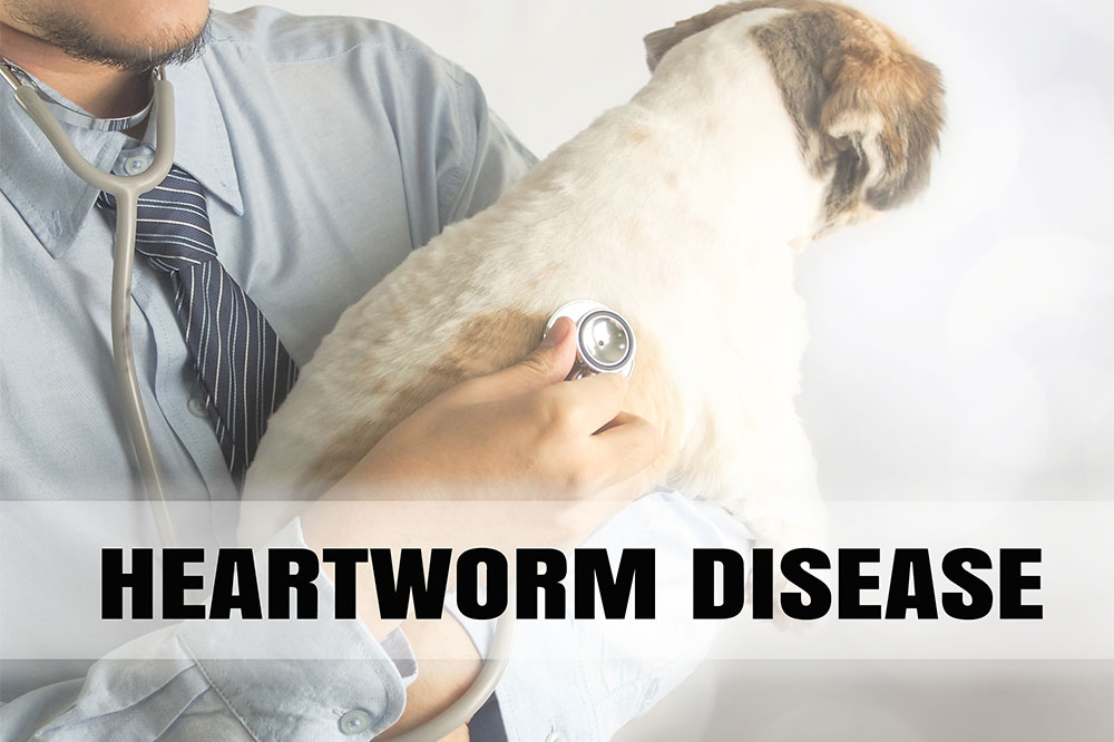 5 medicines that help prevent heartworm in dogs