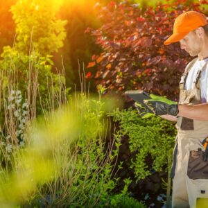 A Guide To Affordable Lawn Care Services