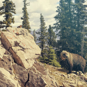 Tips to Help You Choose the Best Canadian Rockies Tour