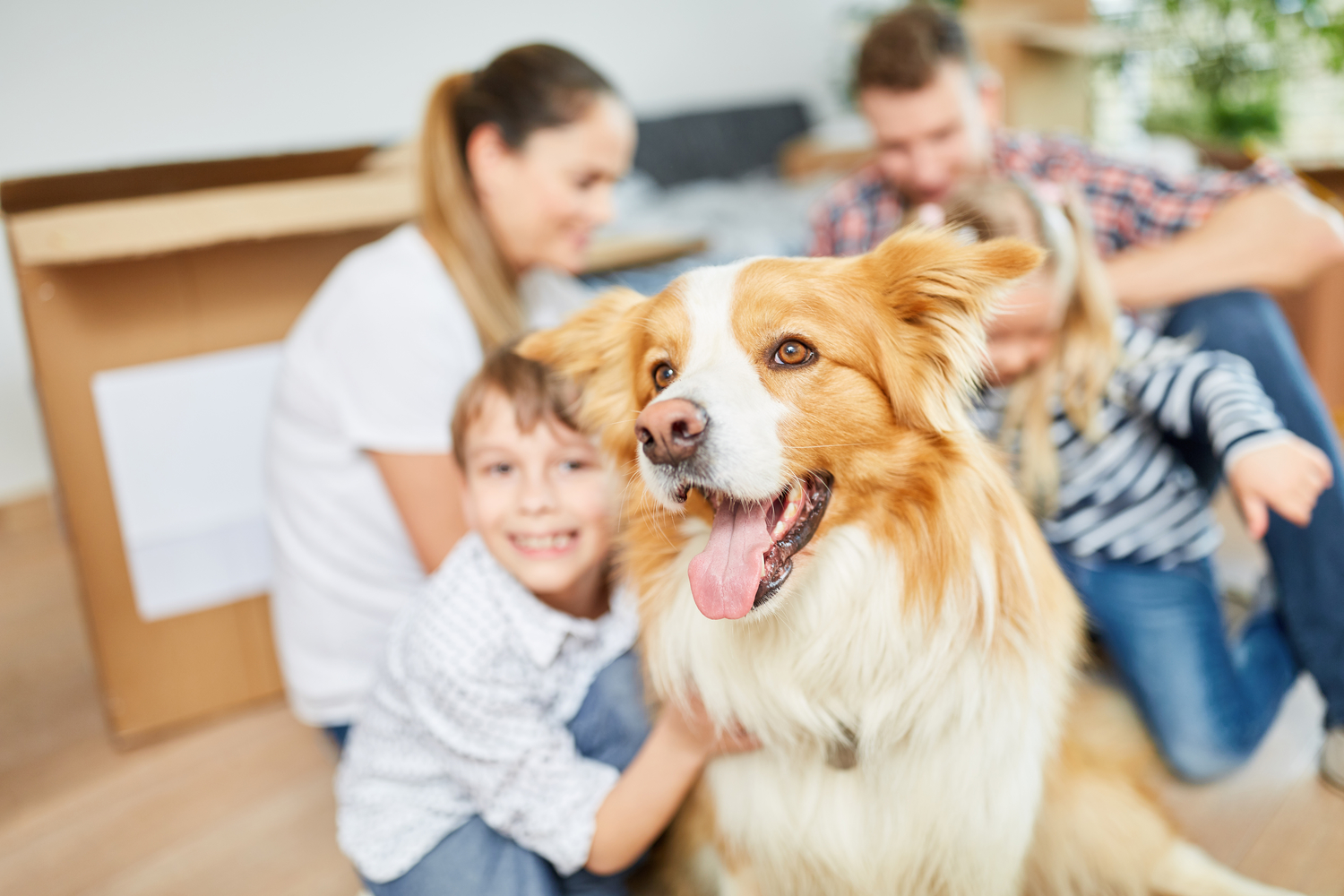 Treating Different Types Of Dog Allergies