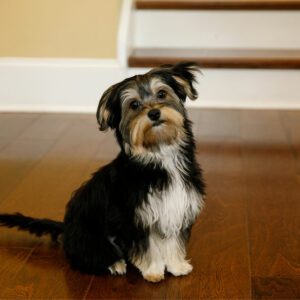 10 Things to Be Aware of Before Buying a Morkie Puppy