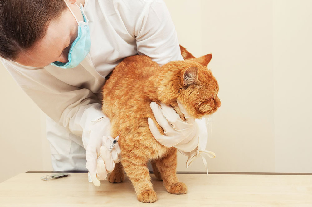 Things That Can Keep Your Cat Away from Fleas