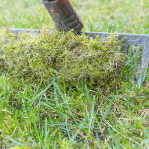 4 Easy Ways to Get Rid of Moss in the Lawn