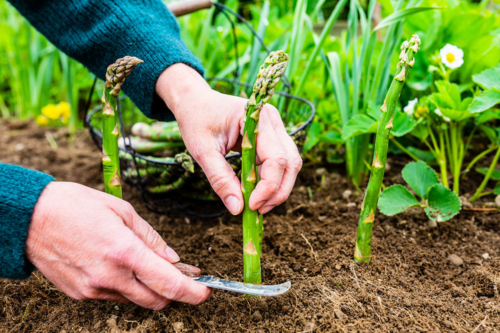 Key Things to Know About Growing Asparagus