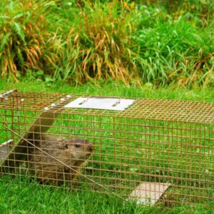 6 Effective Ways to Get Rid of Groundhogs